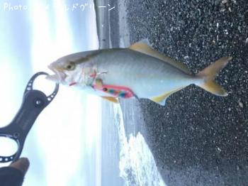 ����ѥ���