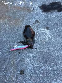 �����ꥤ��