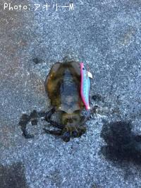 �����ꥤ��