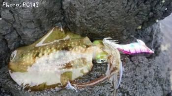 ¥¢¥ª¥ê¥¤¥«