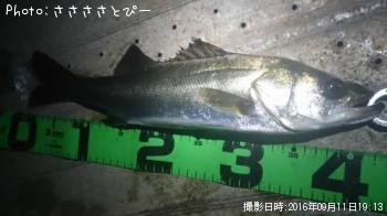 ¥·¡¼¥Ð¥¹¡õ¥á¥¸¥Ê