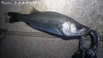 ¥·¡¼¥Ð¥¹¡õ¥á¥¸¥Ê