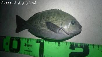 ¥·¡¼¥Ð¥¹¡õ¥á¥¸¥Ê