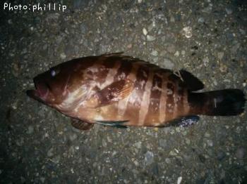 �ޥϥ�