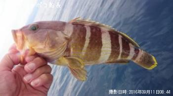 �����ϥ�