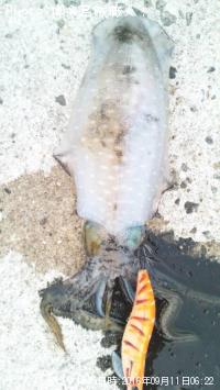 �䥺���ޤμ���ˡ���ġ��������������ꥤ��