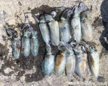 ¥¢¥ª¥ê¥¤¥«