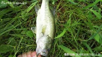 �֥�å��Х�