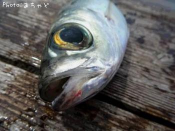 ¥¬¥Á¥å¥ó¡Ú¥á¥¢¥¸¡Û