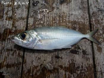 ¥¬¥Á¥å¥ó¡Ú¥á¥¢¥¸¡Û