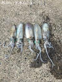 �����ꥤ��