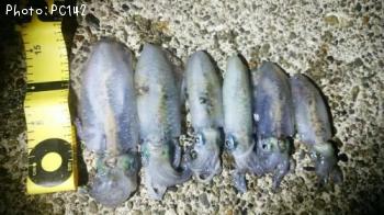 �����ꥤ��