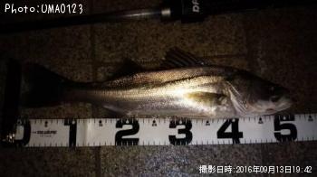 �����Х�