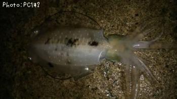 �����ꥤ��