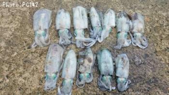 �����ꥤ��