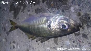 ��������Х�������Х����᥸��