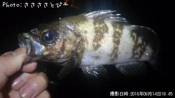 ��������Х�������Х����᥸��