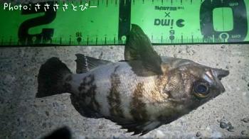 ��������Х�������Х����᥸��