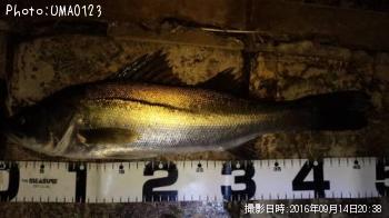 �����Х�