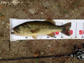 ¥Ö¥é¥Ã¥¯¥Ð¥¹