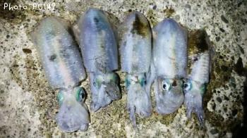 ¥¢¥ª¥ê¥¤¥«