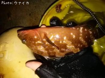 �����ϥ�