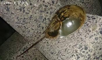 �ͥ��ʥ��֥ȥ��ˡ�