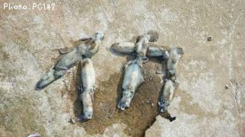 �����ꥤ��