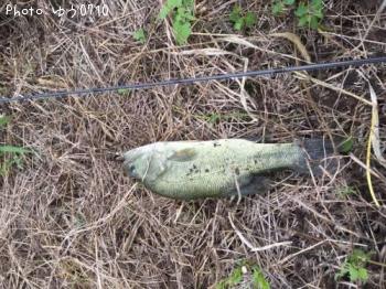 ¥Ö¥é¥Ã¥¯¥Ð¥¹