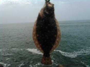 ¥Ò¥é¥á¡Ê¥½¥²¡Ë