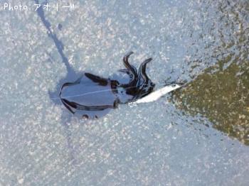 ¥¢¥ª¥ê¥¤¥«