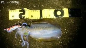 ¥¢¥ª¥ê¥¤¥«