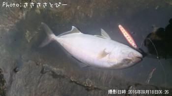 ���祴�����ޥ������