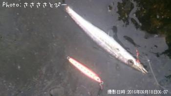 ���祴�����ޥ������