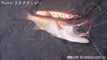 ���祴�����ޥ������