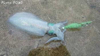 �����ꥤ��