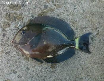 ������ϥ�