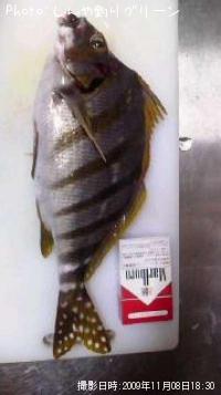 ¥¿¥«¥Î¥Ï¥À¥¤