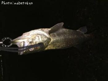 �����Х�