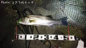 �����Х�