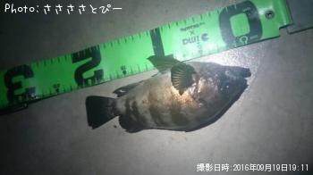 ��Х�������Х�