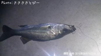 ��Х�������Х�