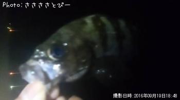 ��Х�������Х�