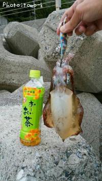 ¥¢¥ª¥ê¥¤¥«