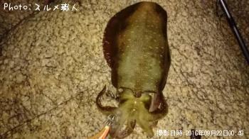 ¥¢¥ª¥ê¥¤¥«