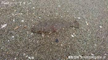 �ҥ��ʥ�����