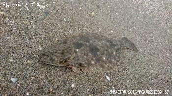 �ҥ��ʥ�����