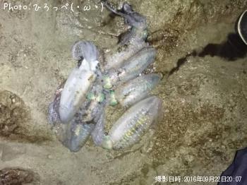 �����ꥤ��