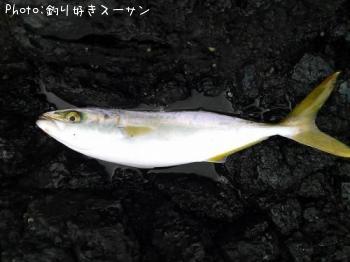 ¥¤¥Ê¥À¤Î¾®¤µ¤¤¤ä¤Ä