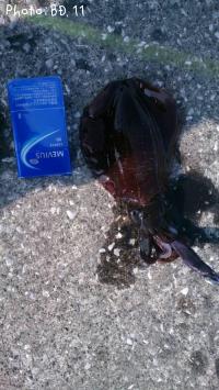 �����ꥤ��